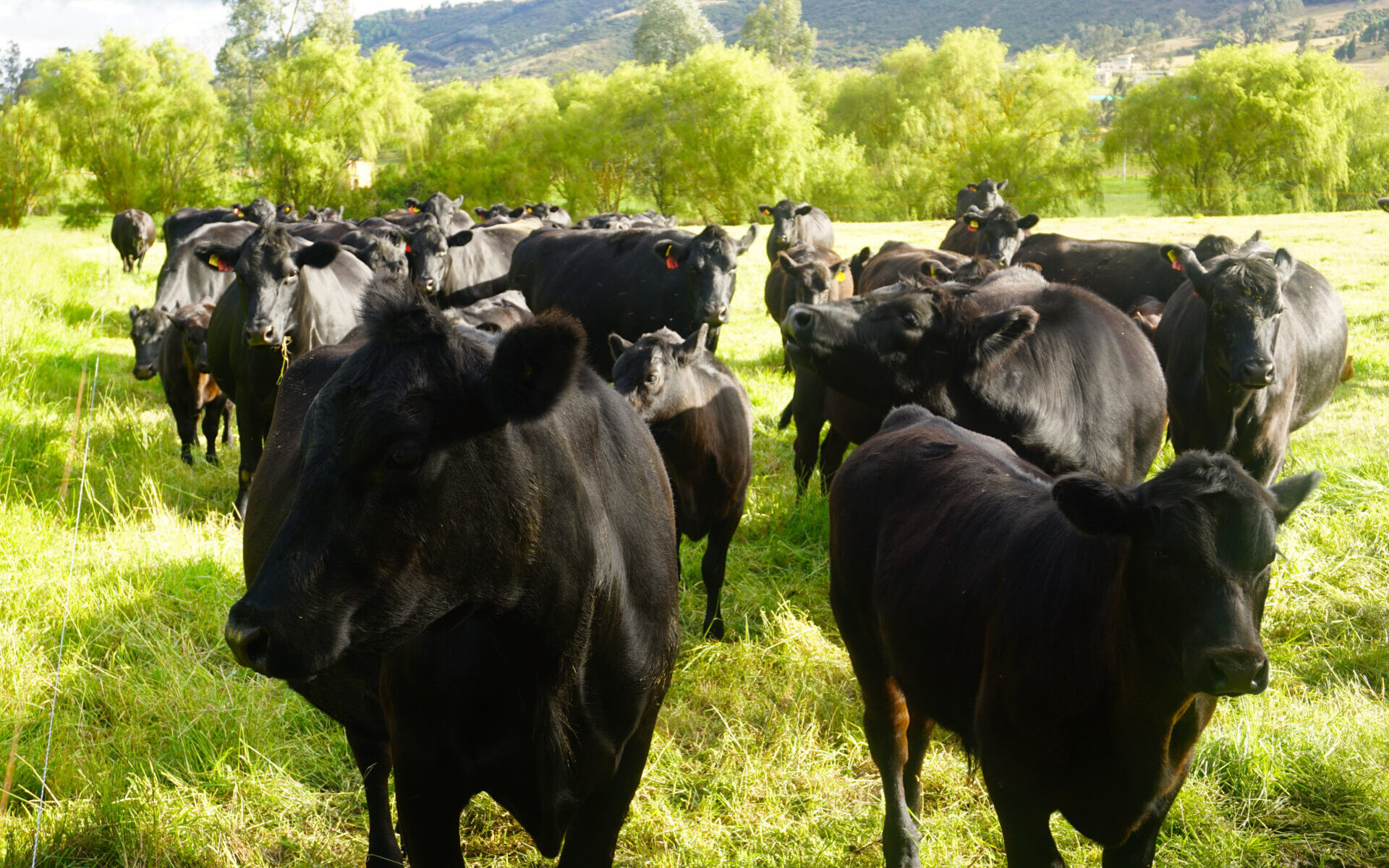 Black Angus