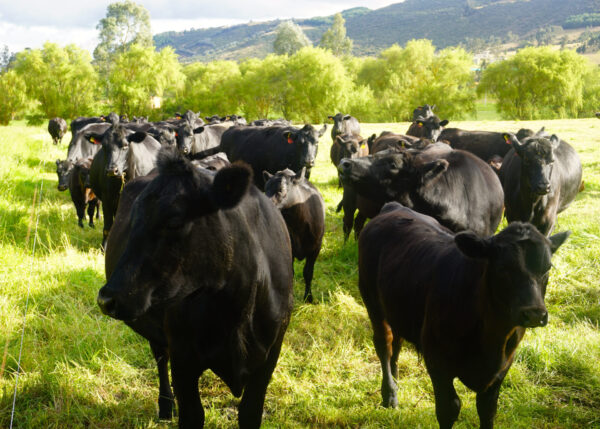 Black Angus